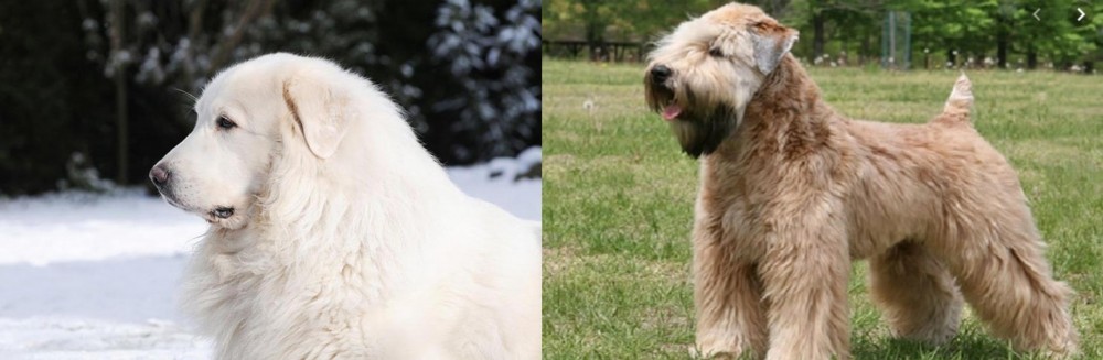Wheaten Terrier vs Great Pyrenees - Breed Comparison