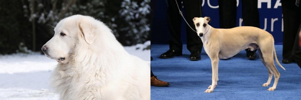 Whippet vs Great Pyrenees - Breed Comparison