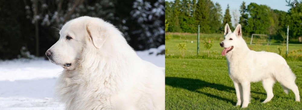 White Shepherd vs Great Pyrenees - Breed Comparison