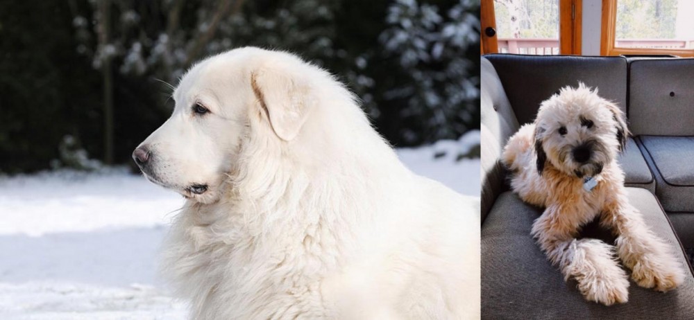 Whoodles vs Great Pyrenees - Breed Comparison