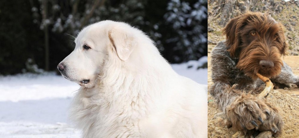 Wirehaired Pointing Griffon vs Great Pyrenees - Breed Comparison