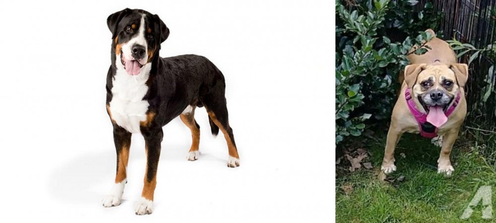 Beabull vs Greater Swiss Mountain Dog - Breed Comparison