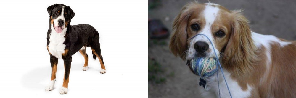 Cockalier vs Greater Swiss Mountain Dog - Breed Comparison