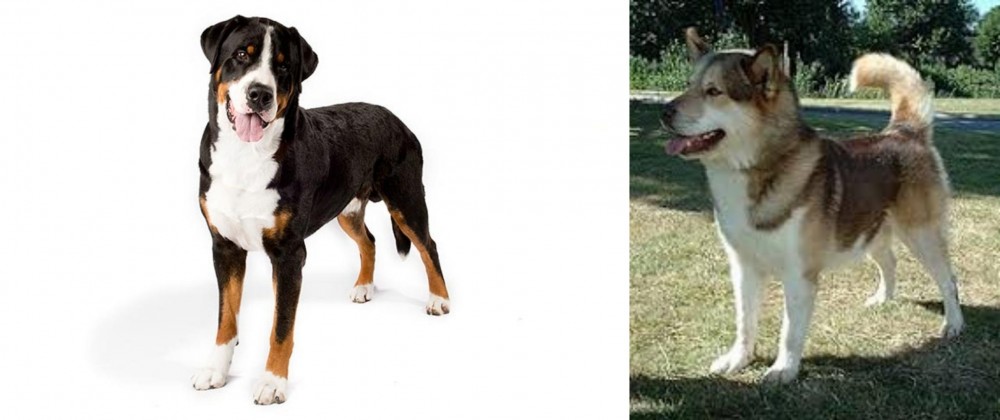 Greenland Dog vs Greater Swiss Mountain Dog - Breed Comparison