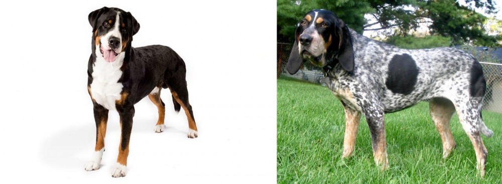 Griffon Bleu de Gascogne vs Greater Swiss Mountain Dog - Breed Comparison
