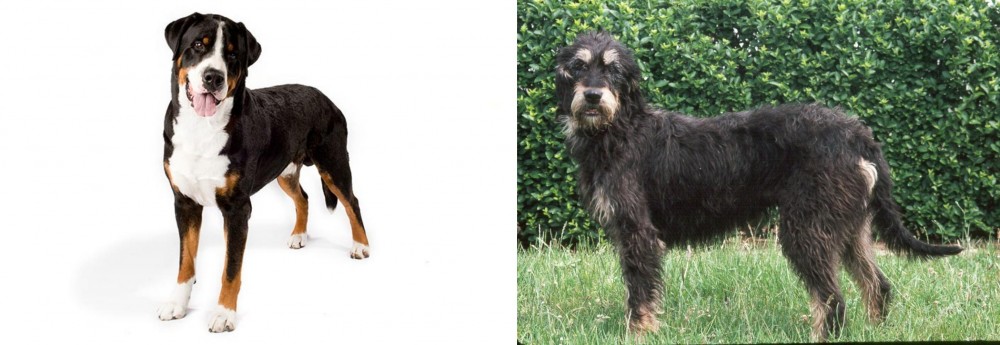 Griffon Nivernais vs Greater Swiss Mountain Dog - Breed Comparison