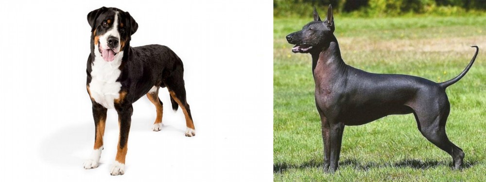 Hairless Khala vs Greater Swiss Mountain Dog - Breed Comparison