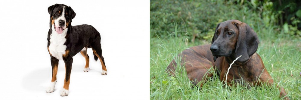 Hanover Hound vs Greater Swiss Mountain Dog - Breed Comparison