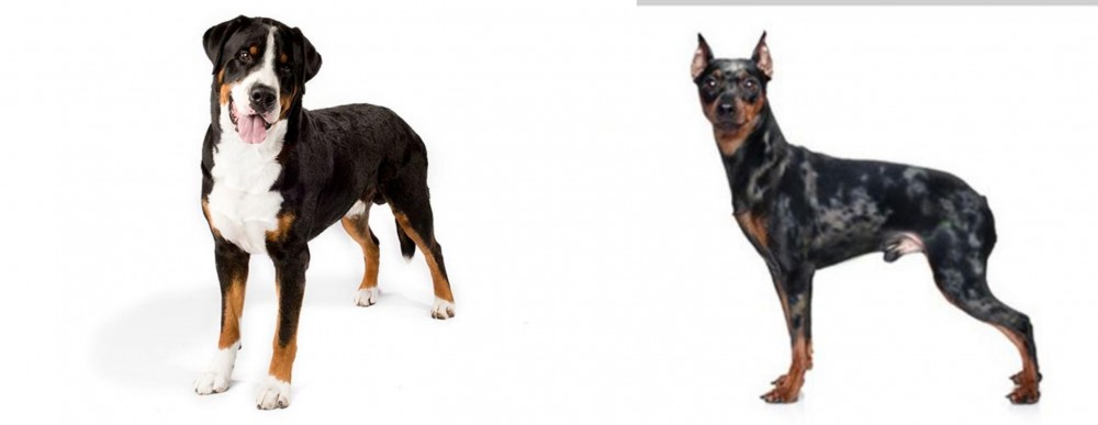 Harlequin Pinscher vs Greater Swiss Mountain Dog - Breed Comparison