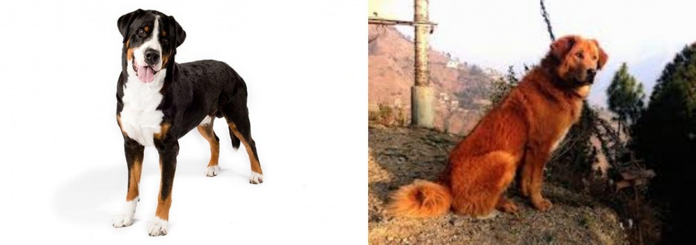 Himalayan Sheepdog vs Greater Swiss Mountain Dog - Breed Comparison