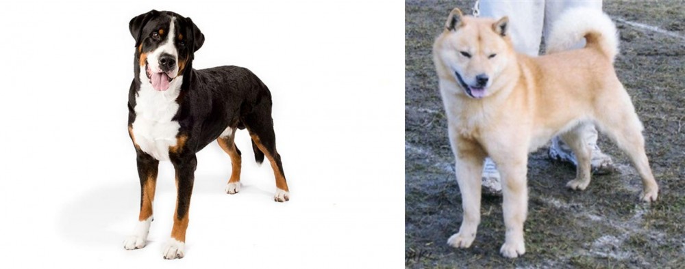 Hokkaido vs Greater Swiss Mountain Dog - Breed Comparison