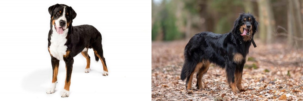 Hovawart vs Greater Swiss Mountain Dog - Breed Comparison