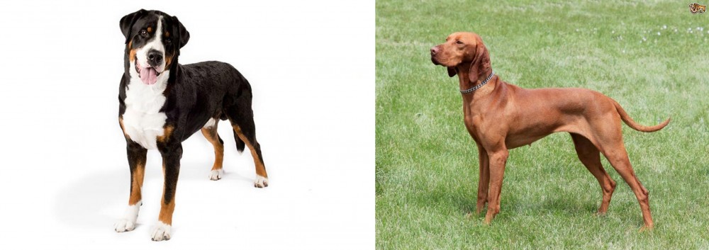Hungarian Vizsla vs Greater Swiss Mountain Dog - Breed Comparison