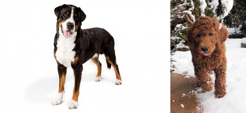 Irish Doodles vs Greater Swiss Mountain Dog - Breed Comparison