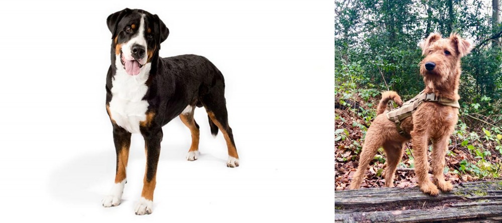 Irish Terrier vs Greater Swiss Mountain Dog - Breed Comparison