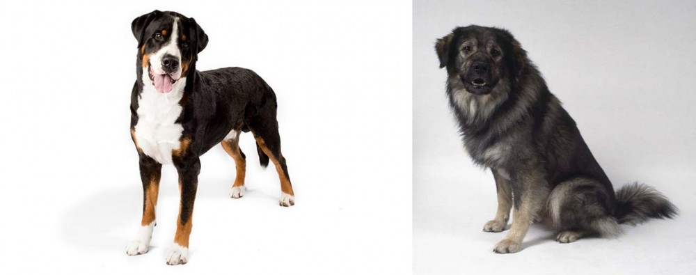Istrian Sheepdog vs Greater Swiss Mountain Dog - Breed Comparison