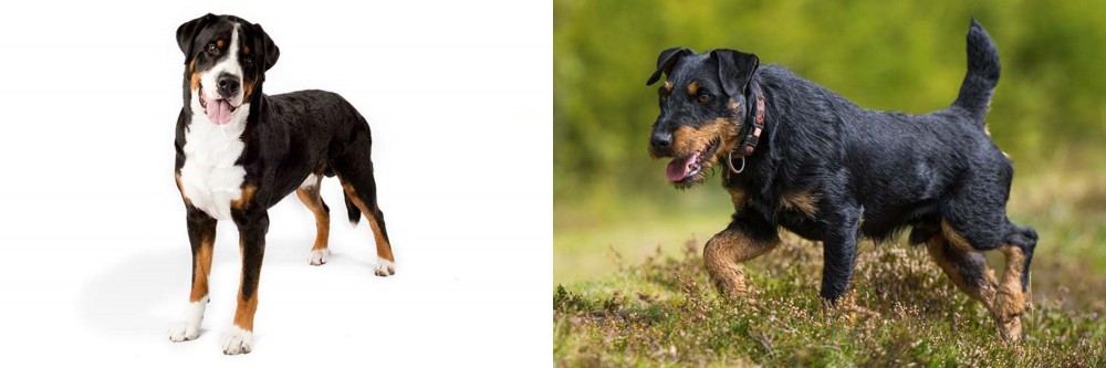 Jagdterrier vs Greater Swiss Mountain Dog - Breed Comparison