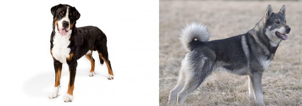Jamthund vs Greater Swiss Mountain Dog - Breed Comparison
