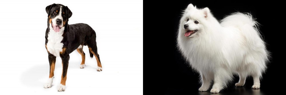 Japanese Spitz vs Greater Swiss Mountain Dog - Breed Comparison