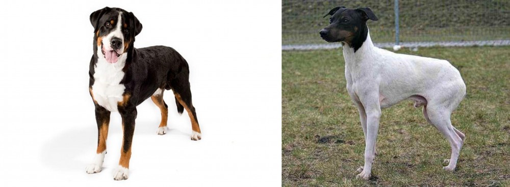 Japanese Terrier vs Greater Swiss Mountain Dog - Breed Comparison