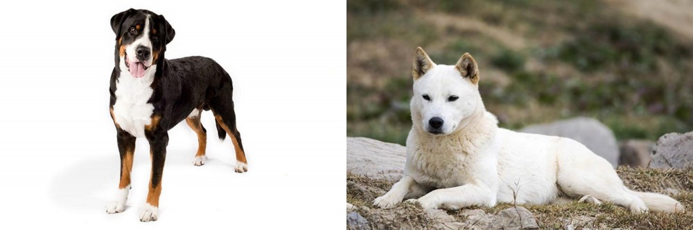 Jindo vs Greater Swiss Mountain Dog - Breed Comparison