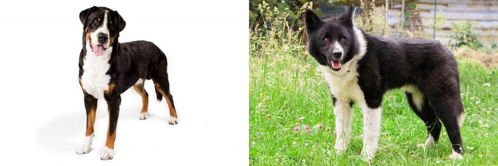 Karelian Bear Dog vs Greater Swiss Mountain Dog - Breed Comparison