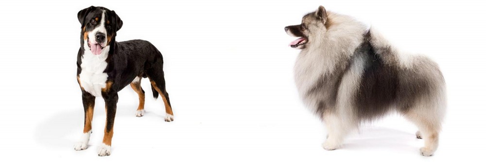 Keeshond vs Greater Swiss Mountain Dog - Breed Comparison