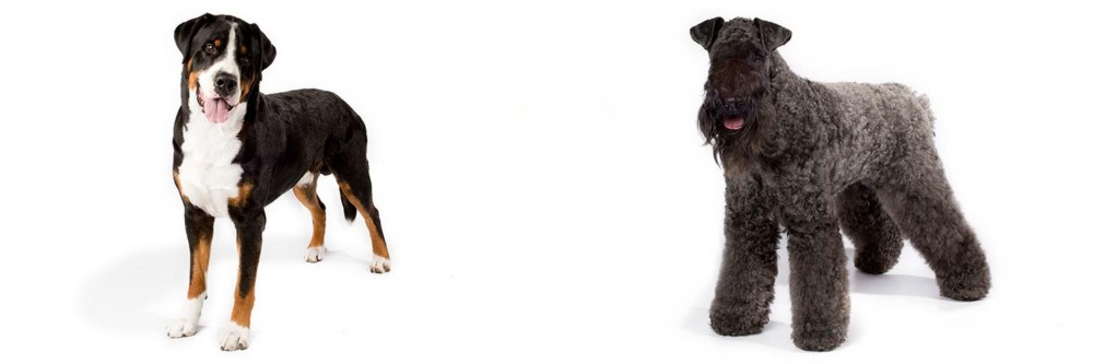 Kerry Blue Terrier vs Greater Swiss Mountain Dog - Breed Comparison
