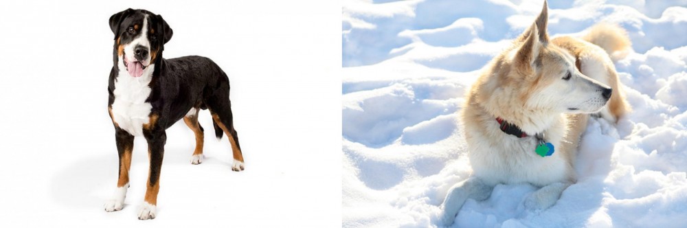 Labrador Husky vs Greater Swiss Mountain Dog - Breed Comparison