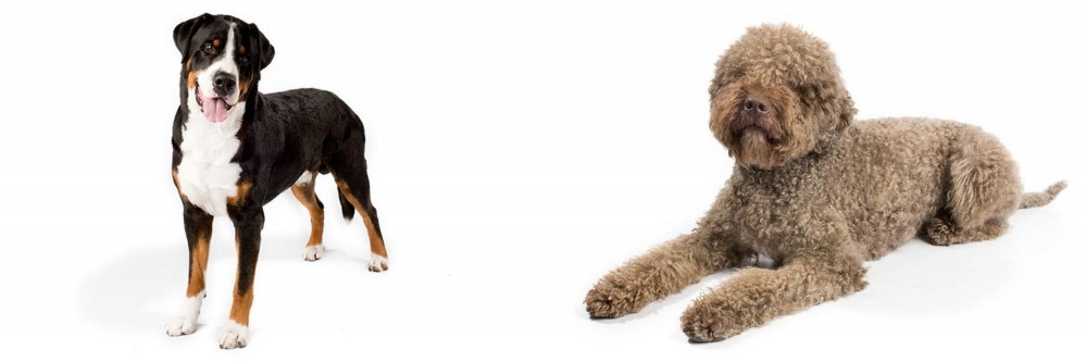 Lagotto Romagnolo vs Greater Swiss Mountain Dog - Breed Comparison