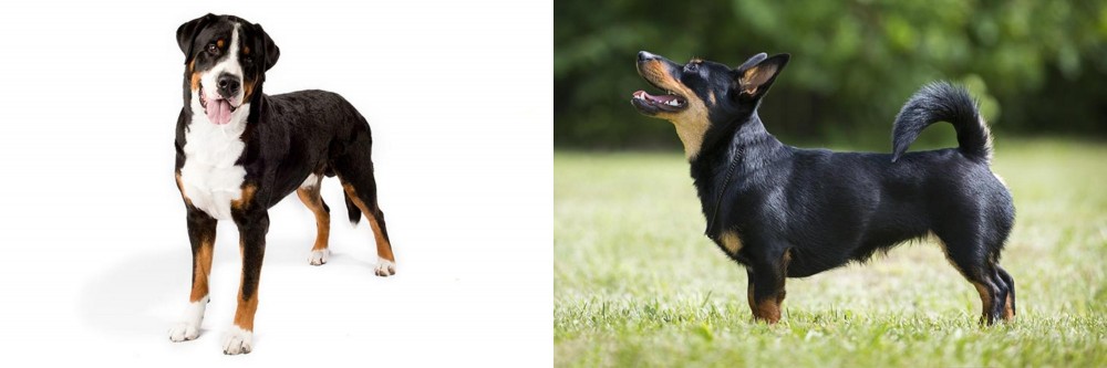 Lancashire Heeler vs Greater Swiss Mountain Dog - Breed Comparison