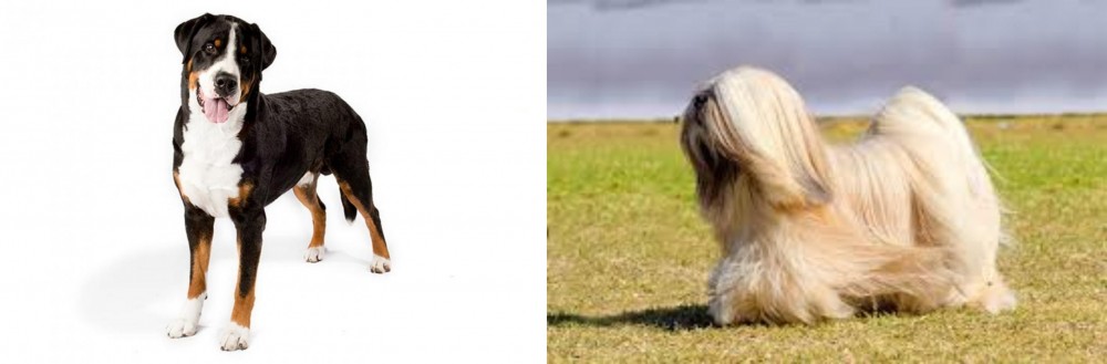Lhasa Apso vs Greater Swiss Mountain Dog - Breed Comparison