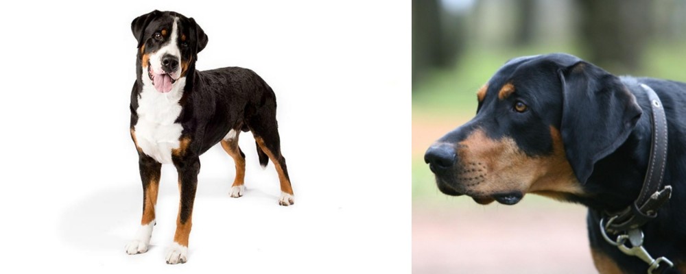 Lithuanian Hound vs Greater Swiss Mountain Dog - Breed Comparison