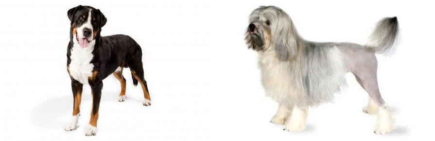 Lowchen vs Greater Swiss Mountain Dog - Breed Comparison