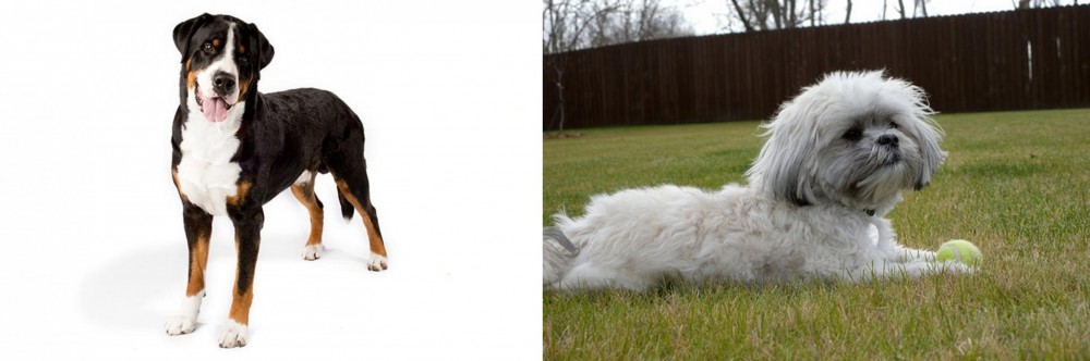 Mal-Shi vs Greater Swiss Mountain Dog - Breed Comparison