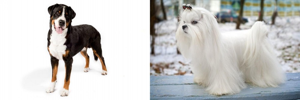Maltese vs Greater Swiss Mountain Dog - Breed Comparison