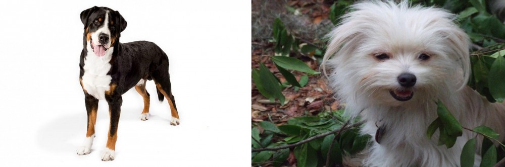 Malti-Pom vs Greater Swiss Mountain Dog - Breed Comparison