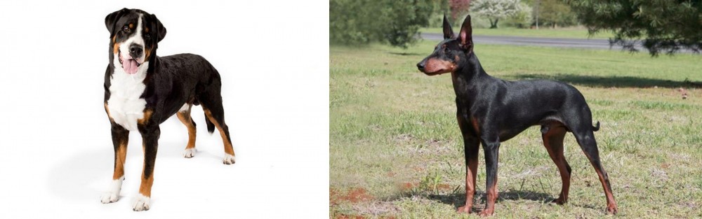 Manchester Terrier vs Greater Swiss Mountain Dog - Breed Comparison