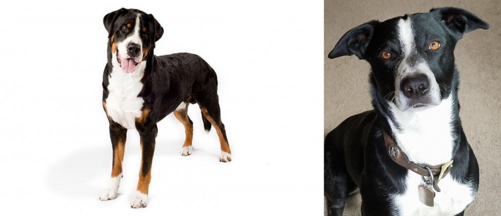 McNab vs Greater Swiss Mountain Dog - Breed Comparison