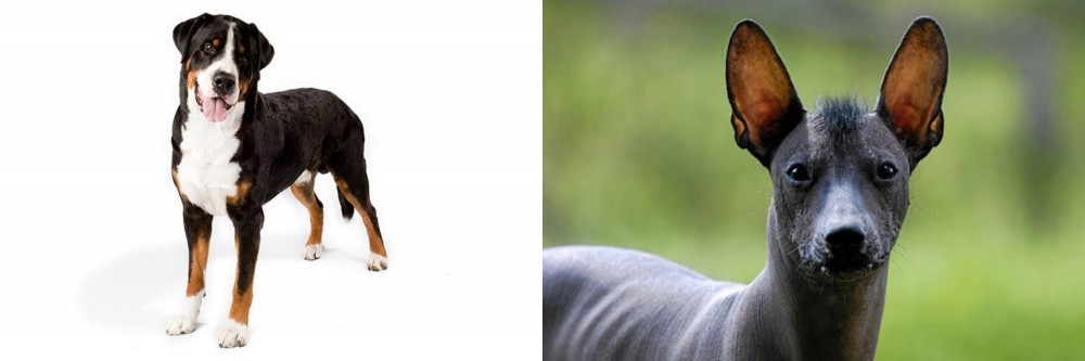 Mexican Hairless vs Greater Swiss Mountain Dog - Breed Comparison