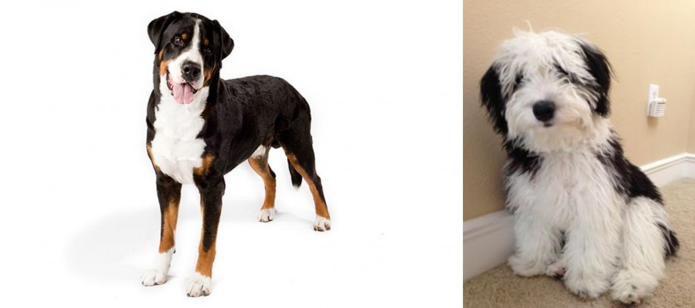 Mini Sheepadoodles vs Greater Swiss Mountain Dog - Breed Comparison