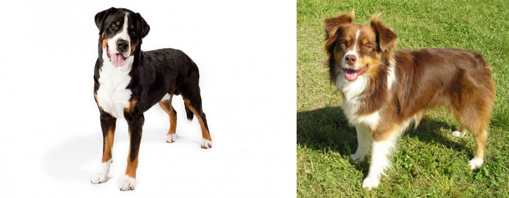 Miniature Australian Shepherd vs Greater Swiss Mountain Dog - Breed Comparison