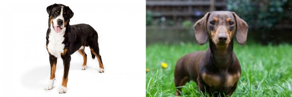Miniature Dachshund vs Greater Swiss Mountain Dog - Breed Comparison