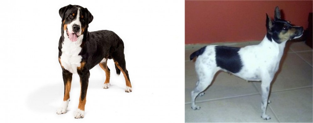 Miniature Fox Terrier vs Greater Swiss Mountain Dog - Breed Comparison