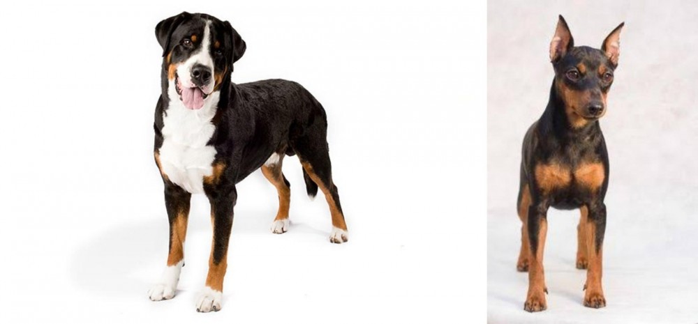 Miniature Pinscher vs Greater Swiss Mountain Dog - Breed Comparison