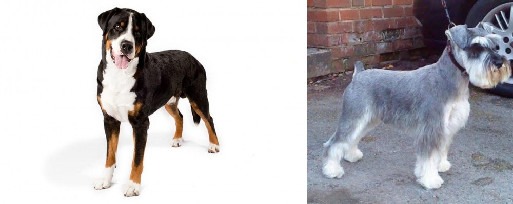 Miniature Schnauzer vs Greater Swiss Mountain Dog - Breed Comparison