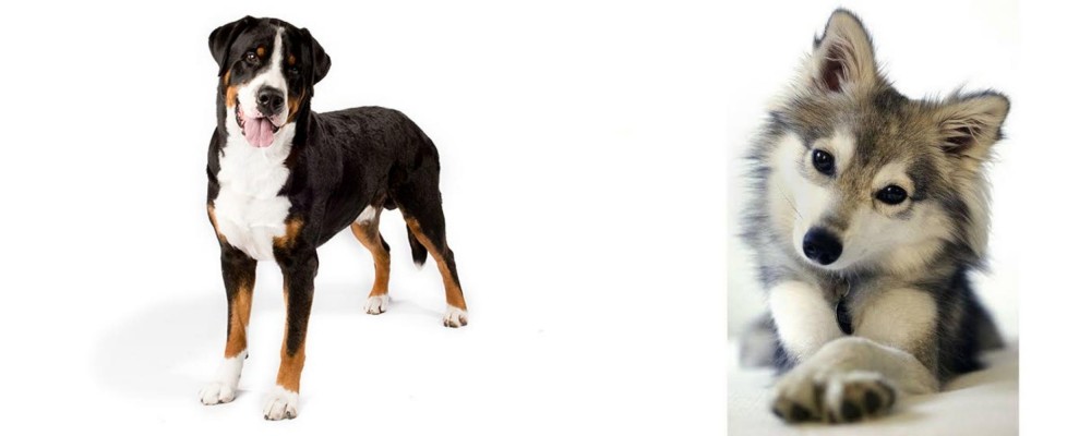 Miniature Siberian Husky vs Greater Swiss Mountain Dog - Breed Comparison