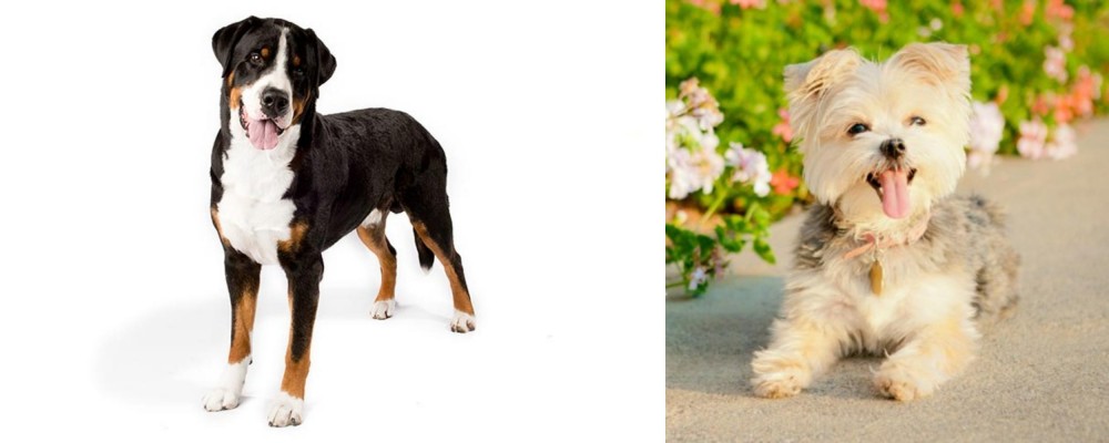 Morkie vs Greater Swiss Mountain Dog - Breed Comparison