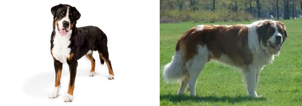 Moscow Watchdog vs Greater Swiss Mountain Dog - Breed Comparison