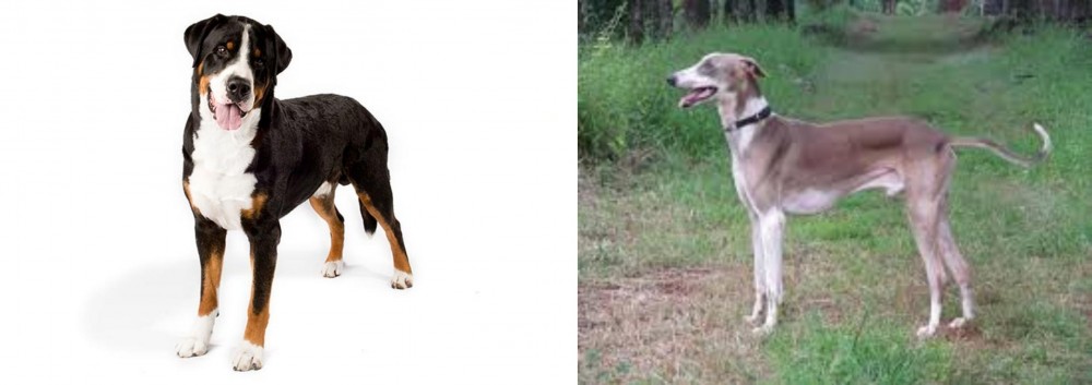 Mudhol Hound vs Greater Swiss Mountain Dog - Breed Comparison